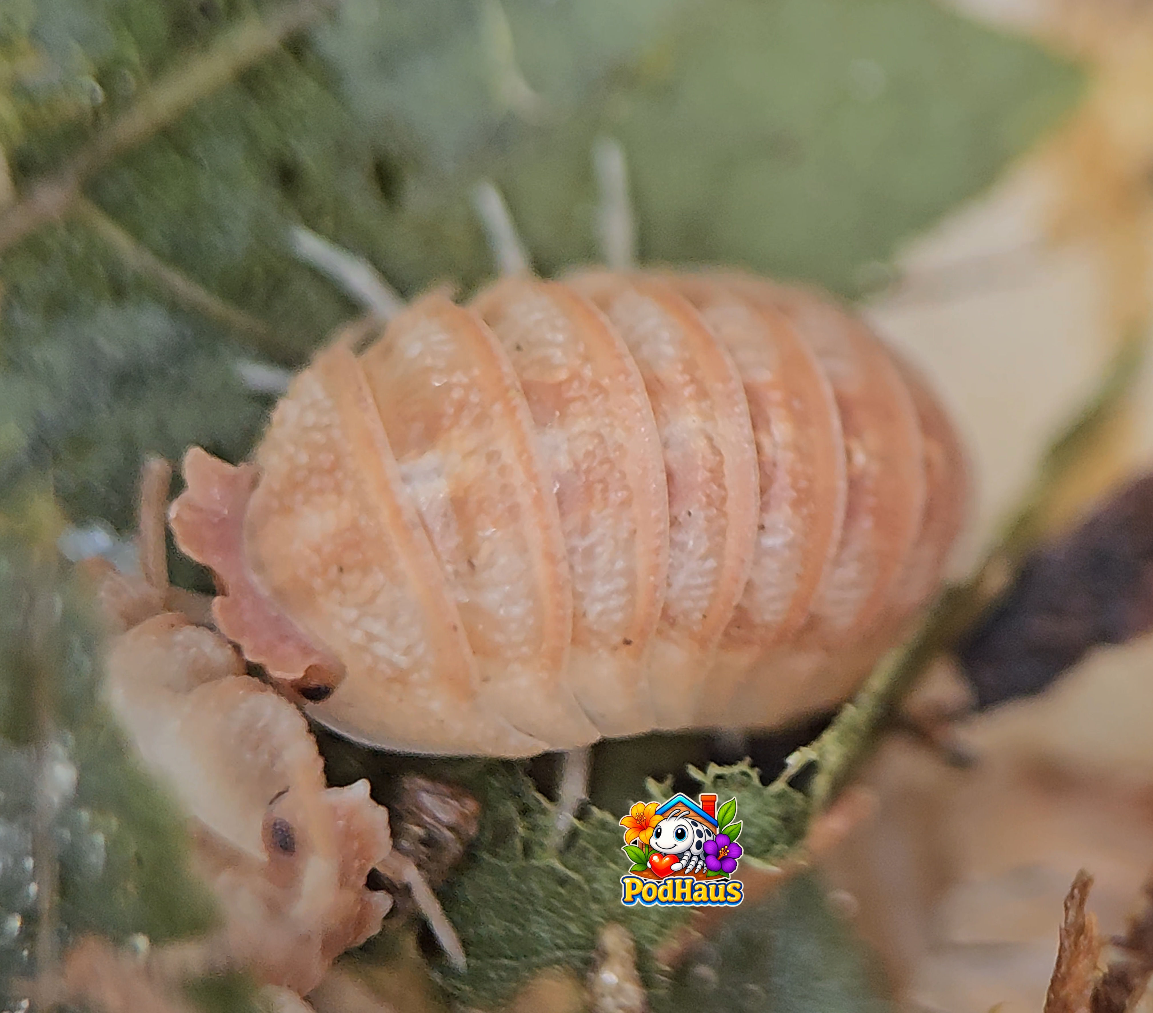 Armadillidium hauseni "Triceratops"