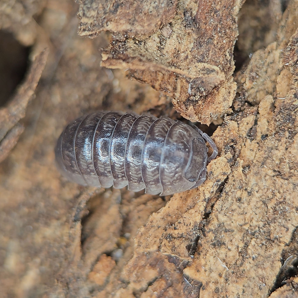 Thumbnail: Armadillidium marmoratum "Marmorated Pill Isopod"