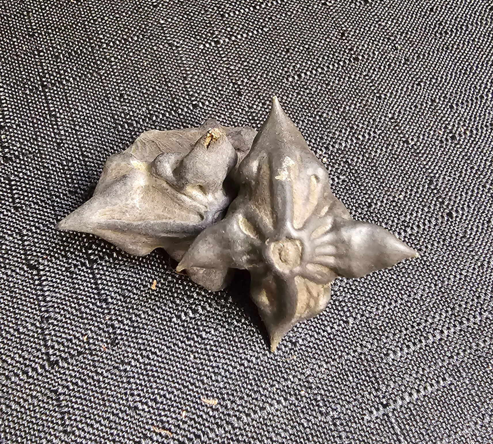 Horned Water Chestnut Pod/Devil Pod/Bat Nut
