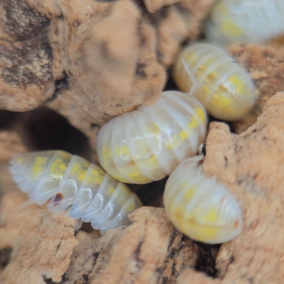 Thumbnail: Armadillidium vulgare "American Magic Potion"
