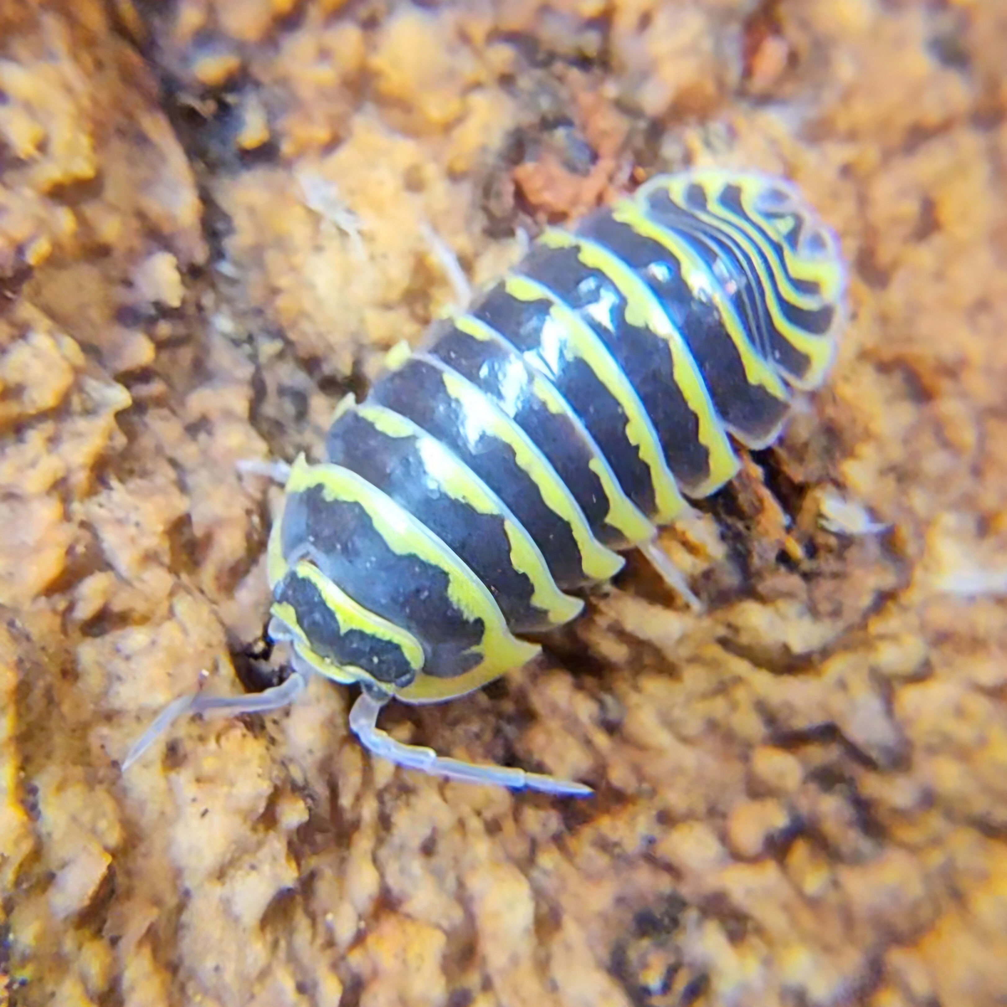 Armadillidium maculatum "Yellow Zebra"