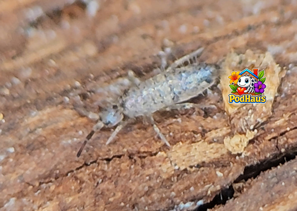 Thumbnail: Seira bipunctata