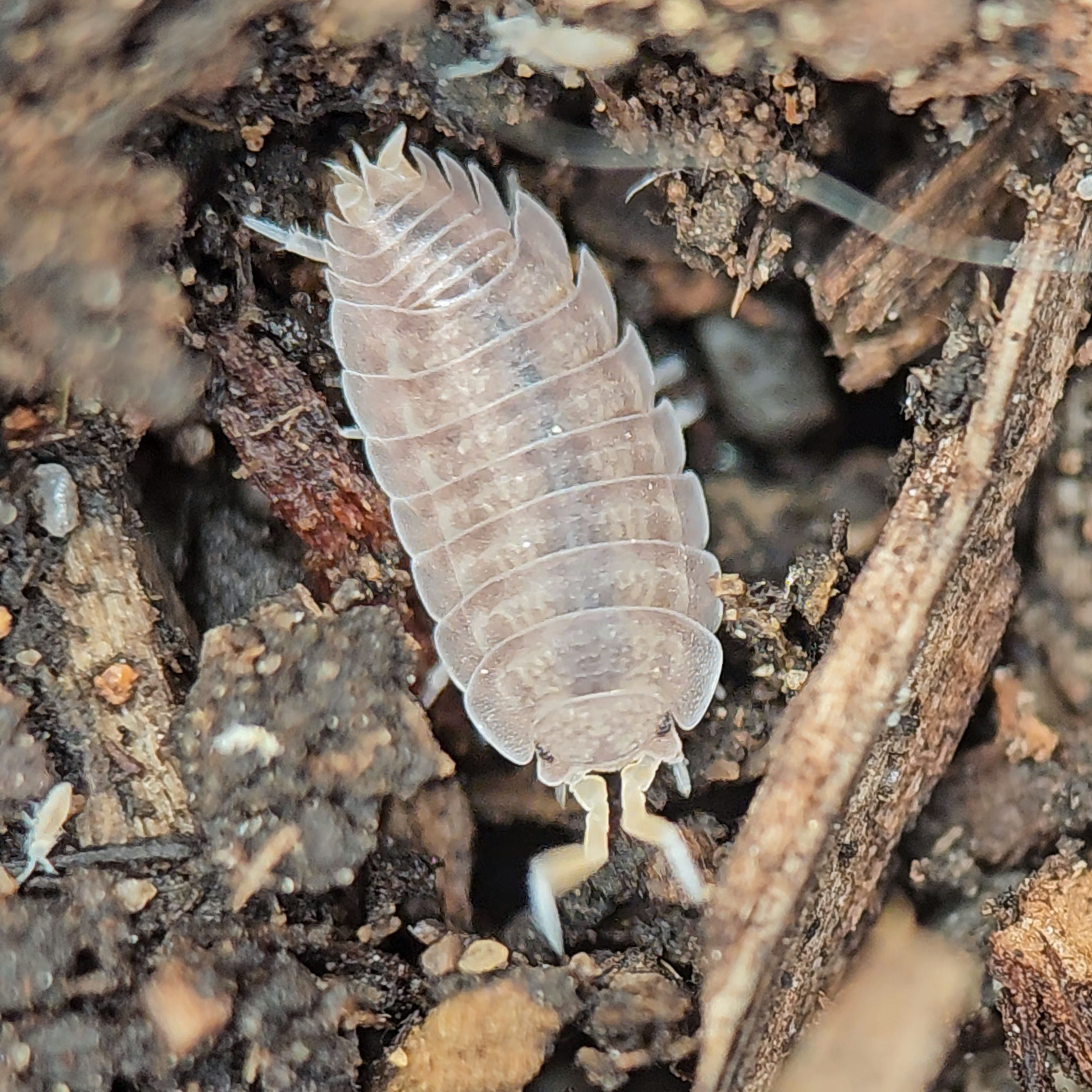 Nagurus sp. nanus