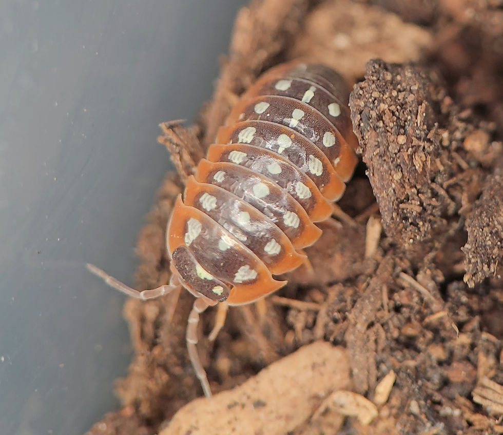 Thumbnail: Armadillidium klugii "Slano Clown”