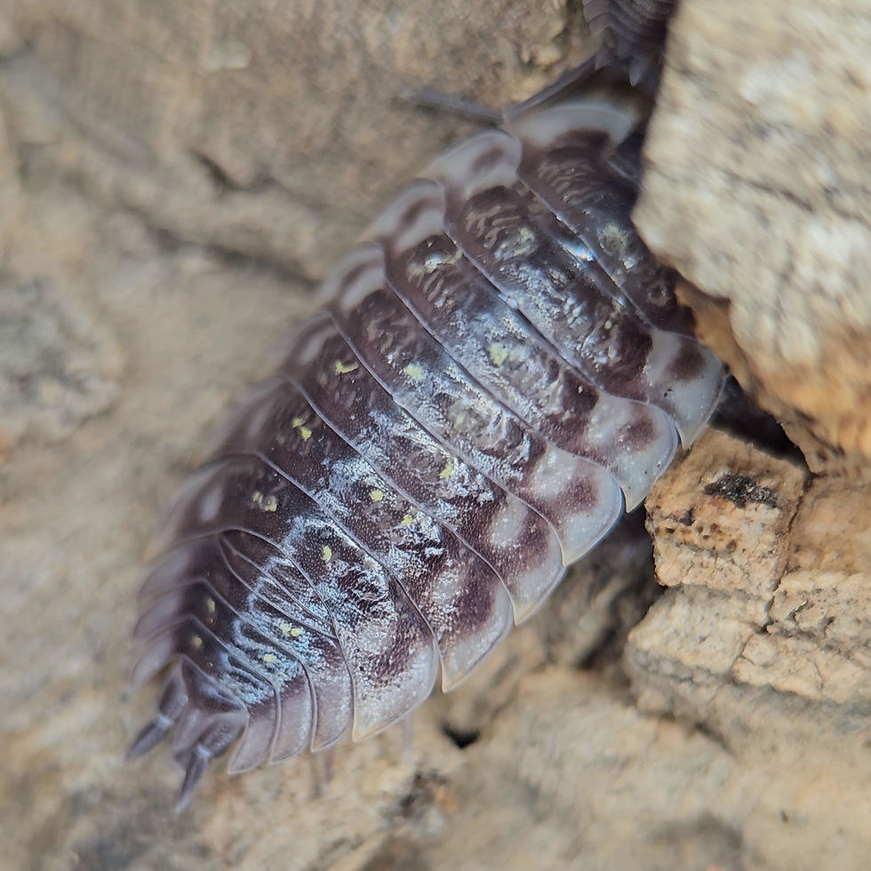 Thumbnail: Oniscus asellus "Skirted/Wild Type"
