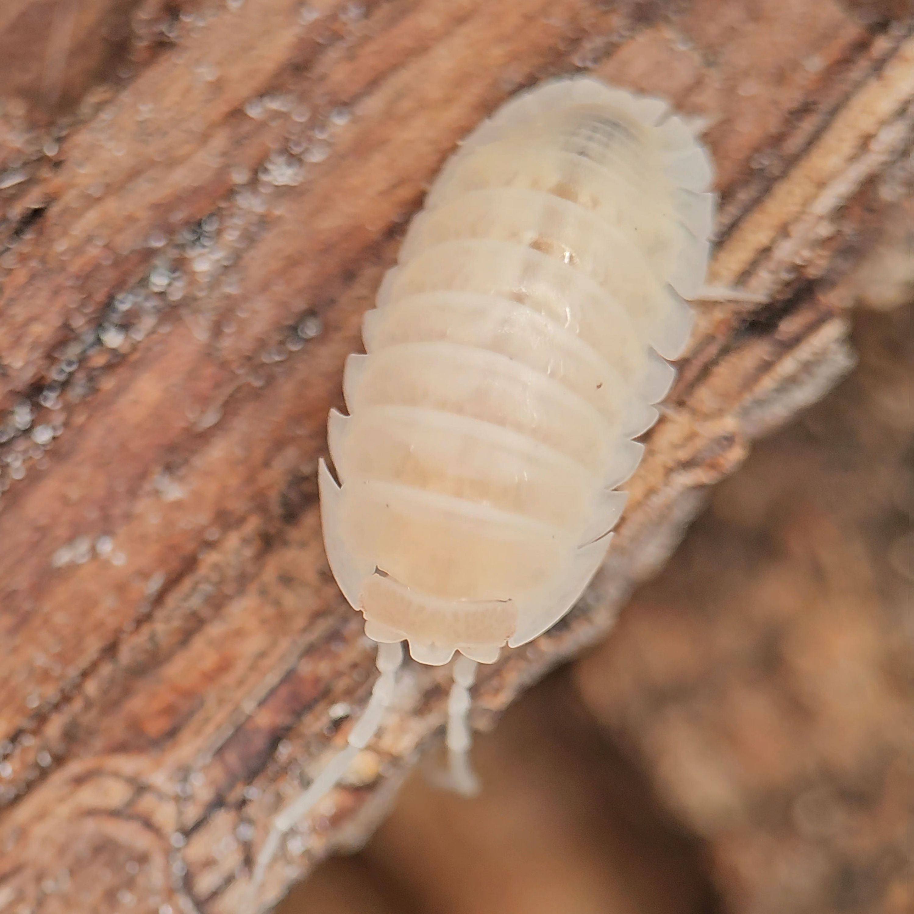 Armadillidium nasatum "White Out"