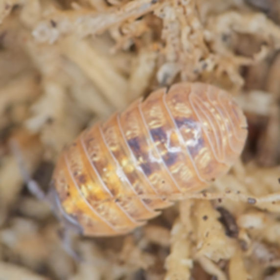 Armadillidium vulgare "High Yellow"