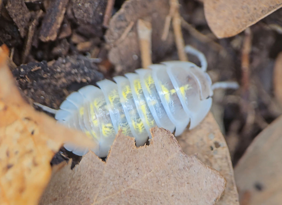 Thumbnail: Armadillidium depressum "Magic Potion"