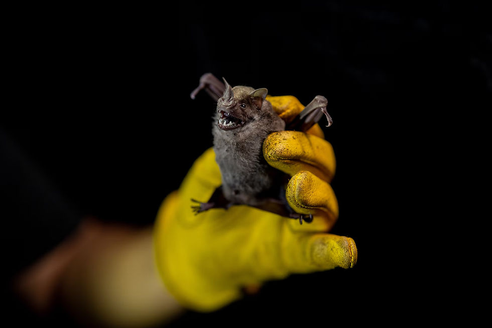 A bat captured at Finca Gaia in collaboration with the Puerto Rico Bat Conservation Program (PCMPR). Photo courtesy of Isabel Ferré Sadurní Photography.