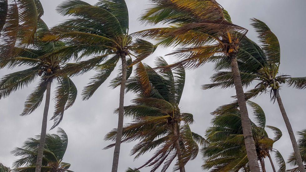 palm trees in a hurricane