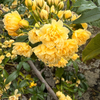 portuguese camino roses in bloom