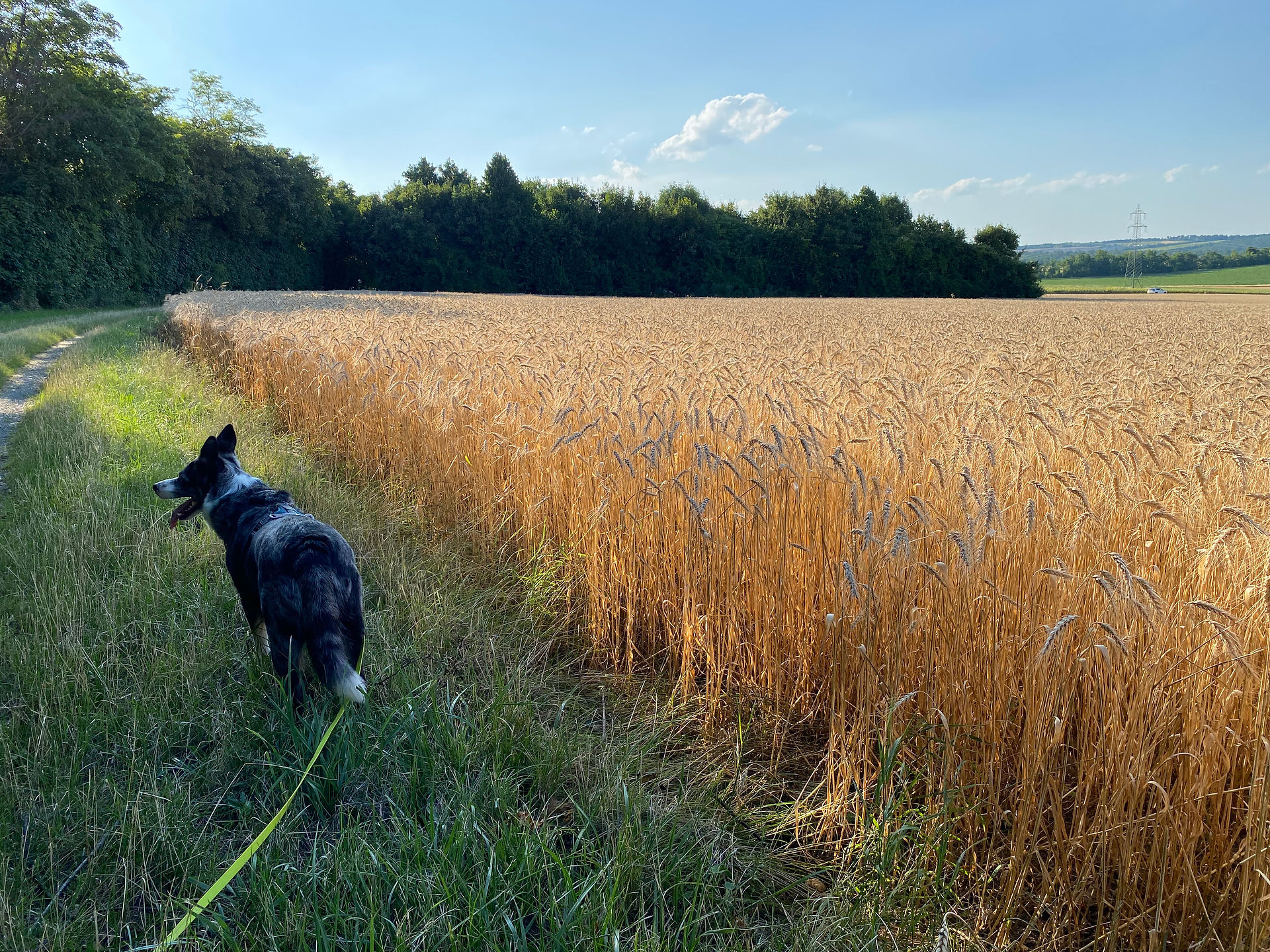 wheat fields austria