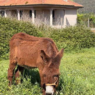 portuguese camino donkey