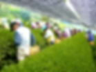 harvest.jpg
