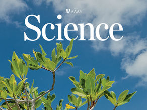Mangroves showing global gain!