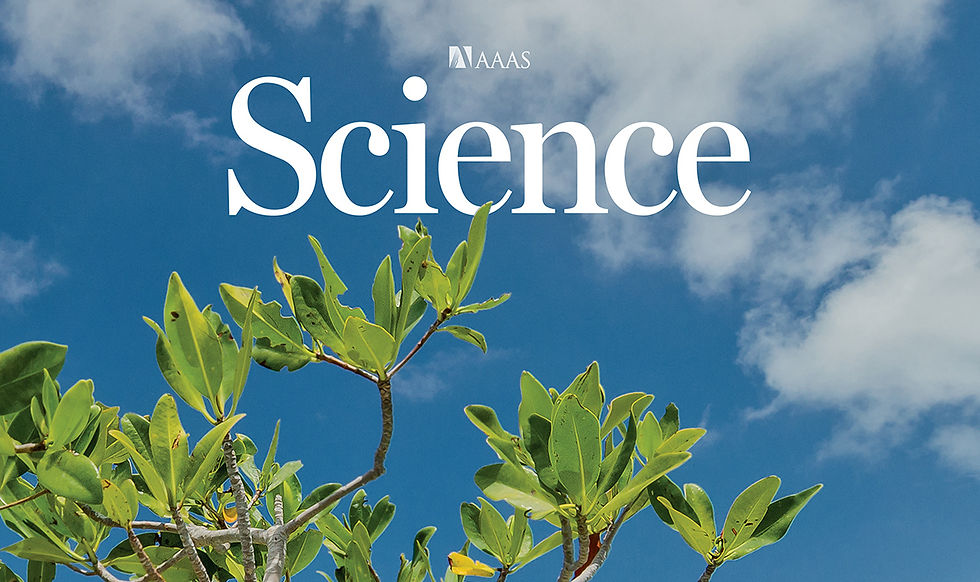 Mangroves showing global gain!