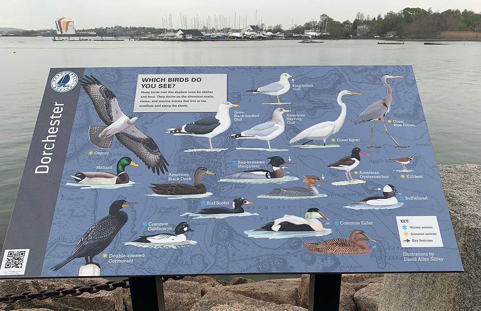D_Birds-2