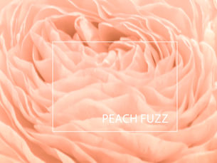 Kolor Roku 2024: Peach Fuzz