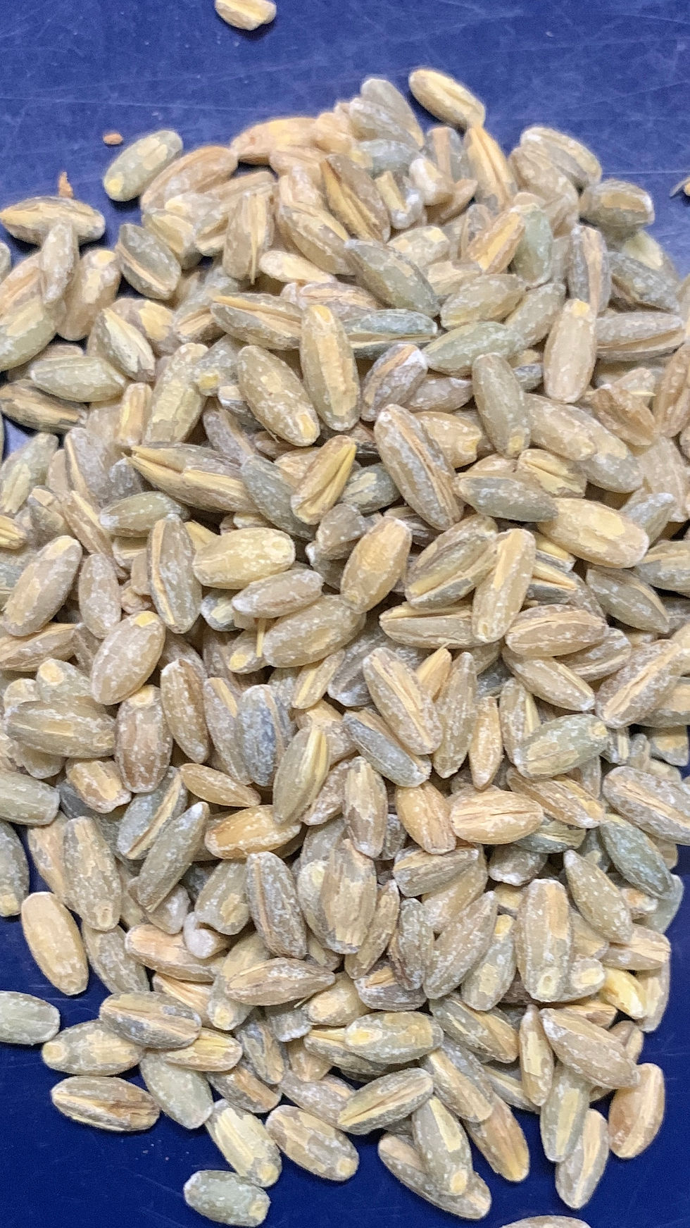 Unpolished Desi Barley