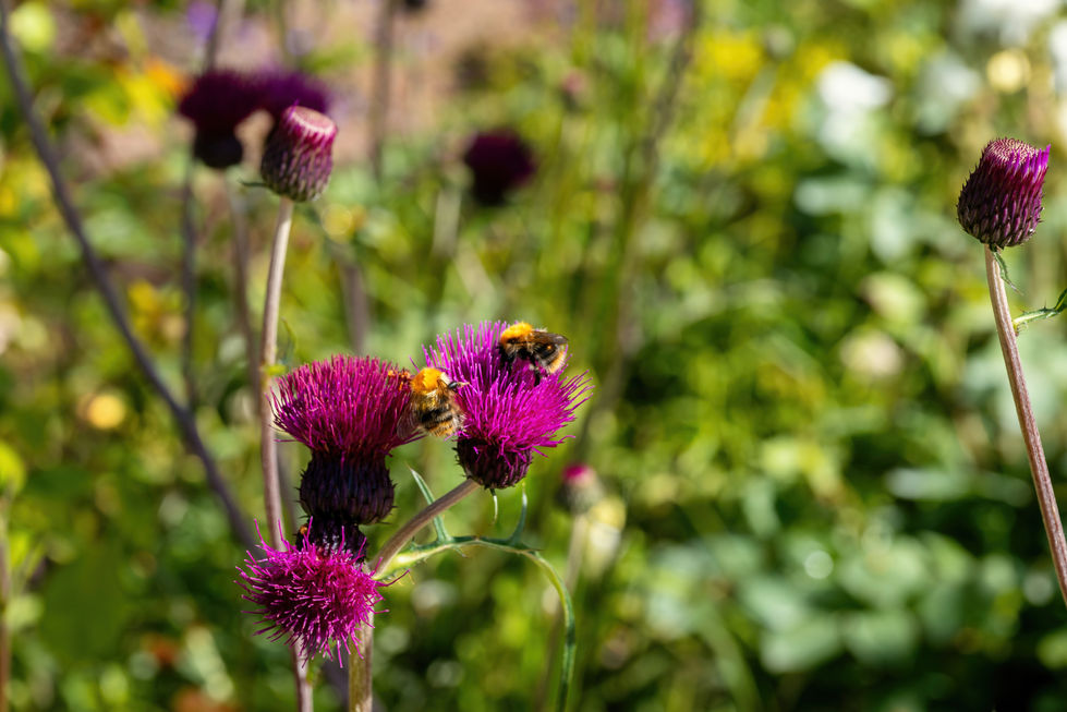 two bees are sitting on a purple flower
