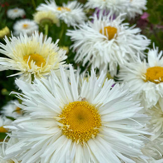 Close up of flowers in Waikanae, NZ