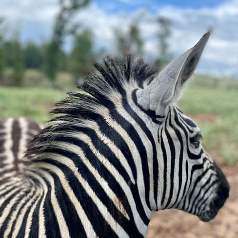 Busy B Ranch Wildlife Park - Zebra