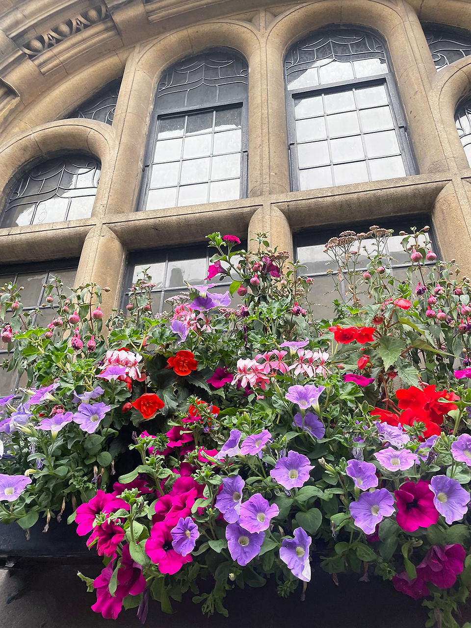 Flowers in Godalming