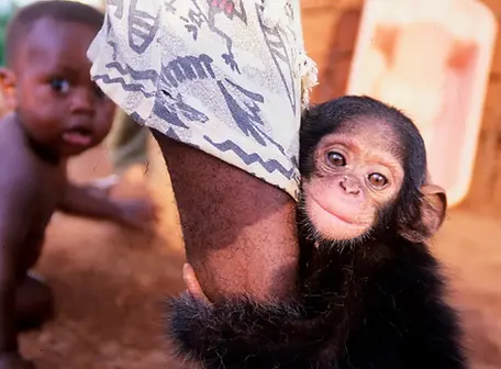 Ape smuggling.webp