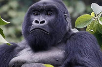 Representative Mountain Gorilla