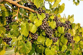 How-to-Plant-and-Grow-Muscadine-Grapes-607461028-20c91a26c3f44c44a7d33ab9fcdecc1d.jpg
