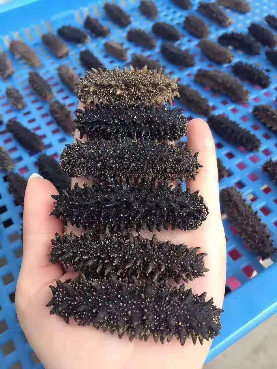 縮圖：淡乾海參（簡易包裝・香港、澳門地區限定）