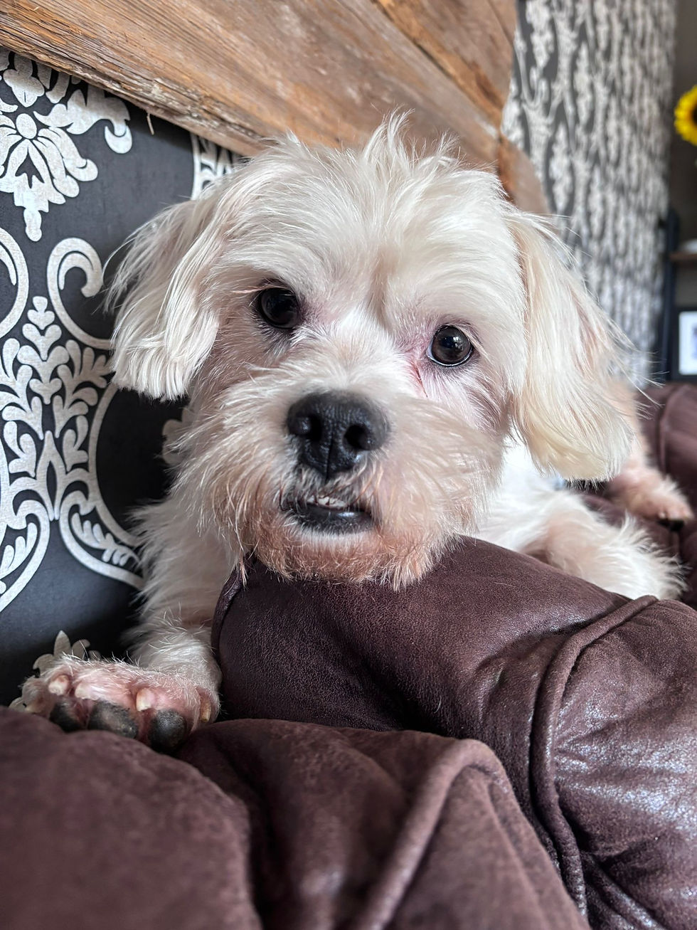 B222C2D9-DA80-4393-BBCA-380D1EF2FD1E