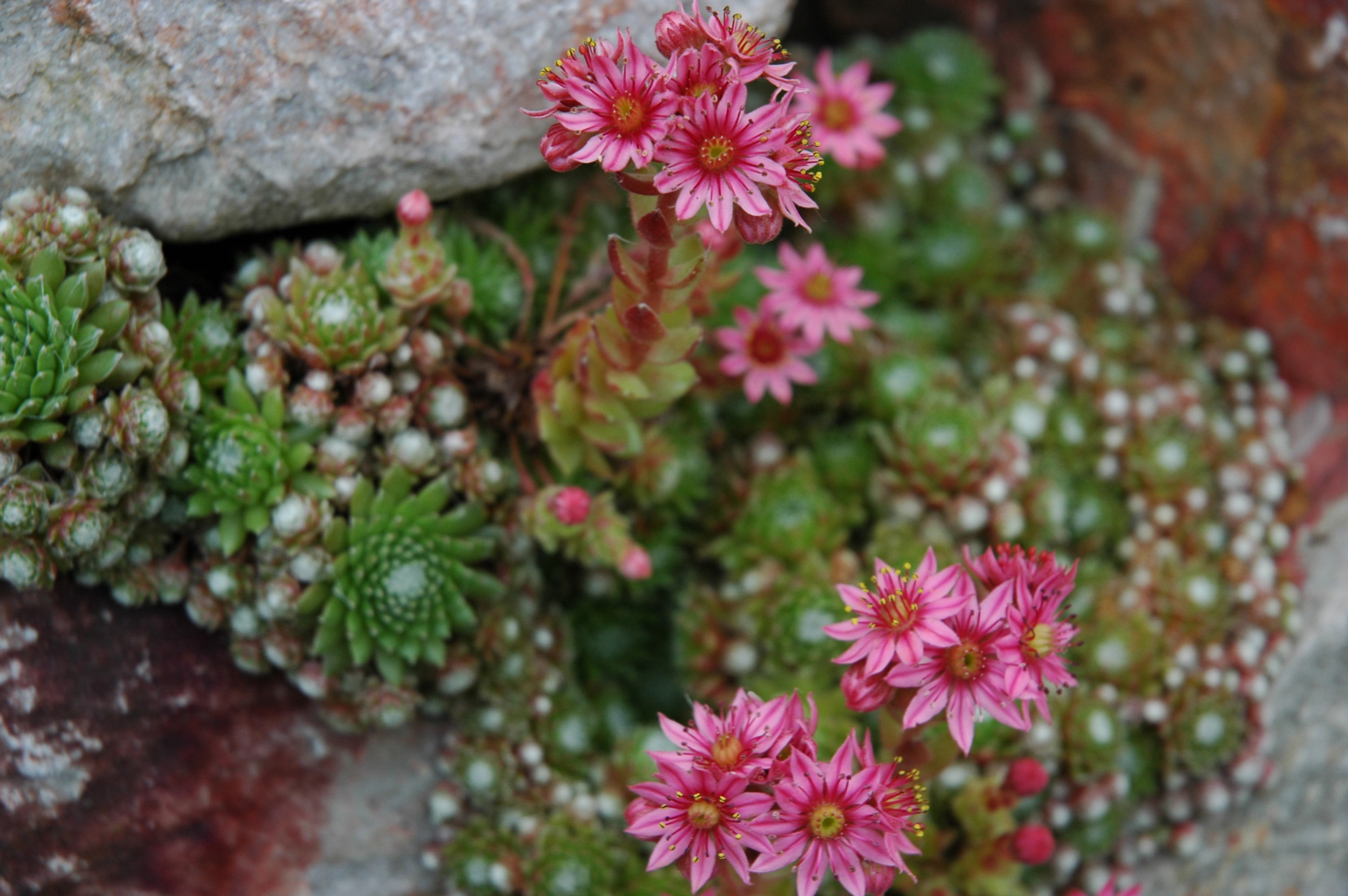 Baum & Garten | Ben Krebs