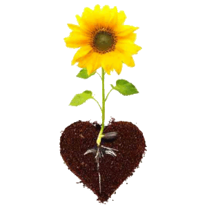 La belleza de una flor proviene de sus raíces.