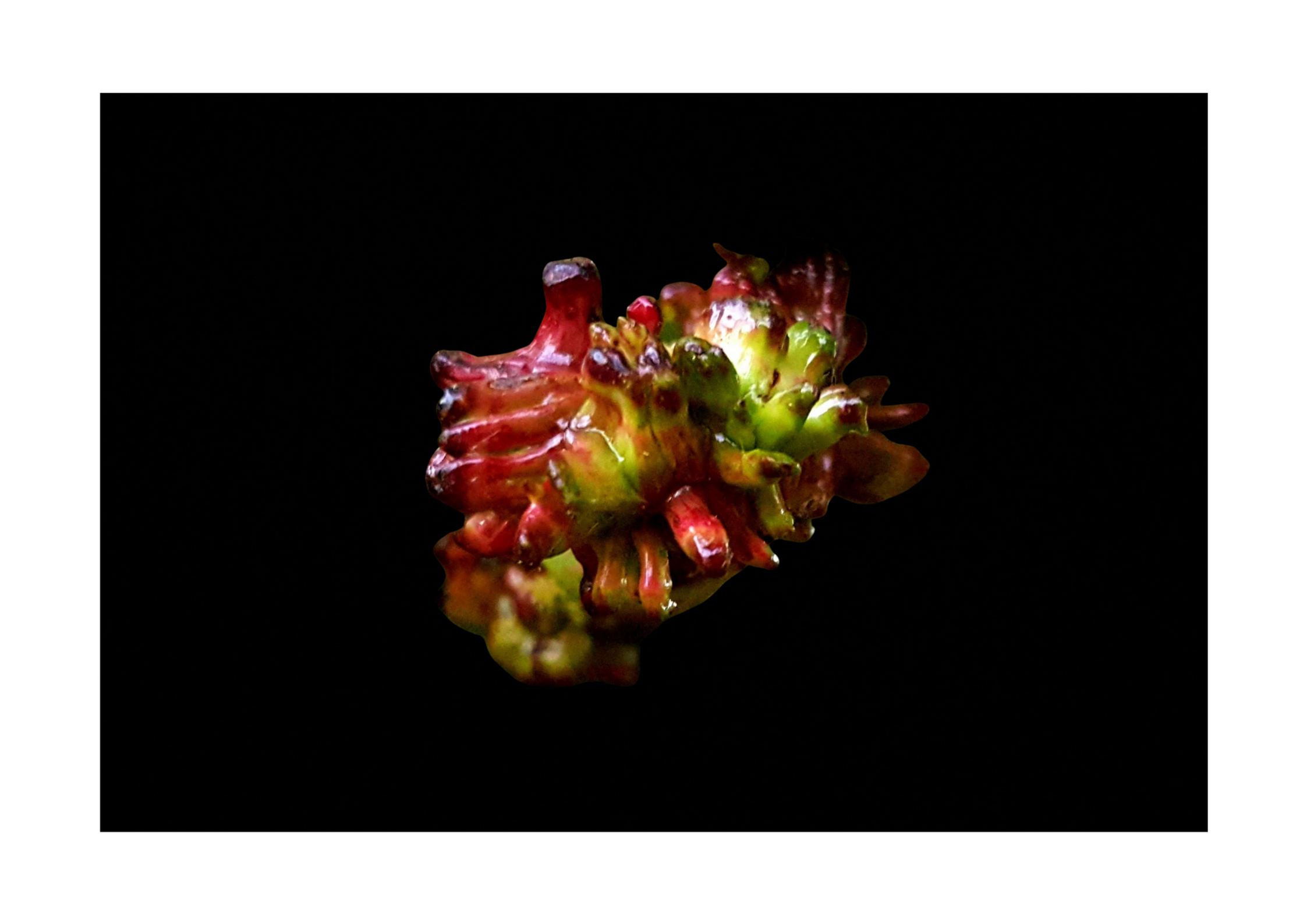 Knopper Gall