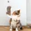 Thumbnail: NATURAL SHEEPSKIN CAT TOY - On Stick 