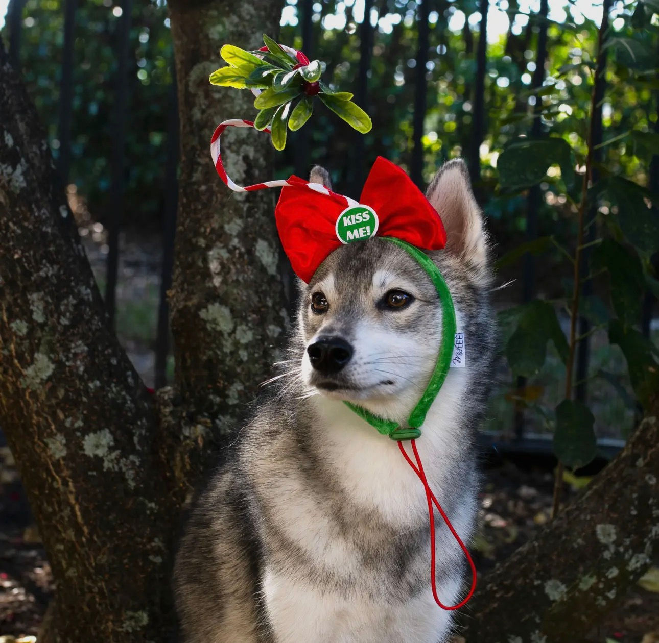 Kiss Me Under the Mistletoe Headband Dog Costume