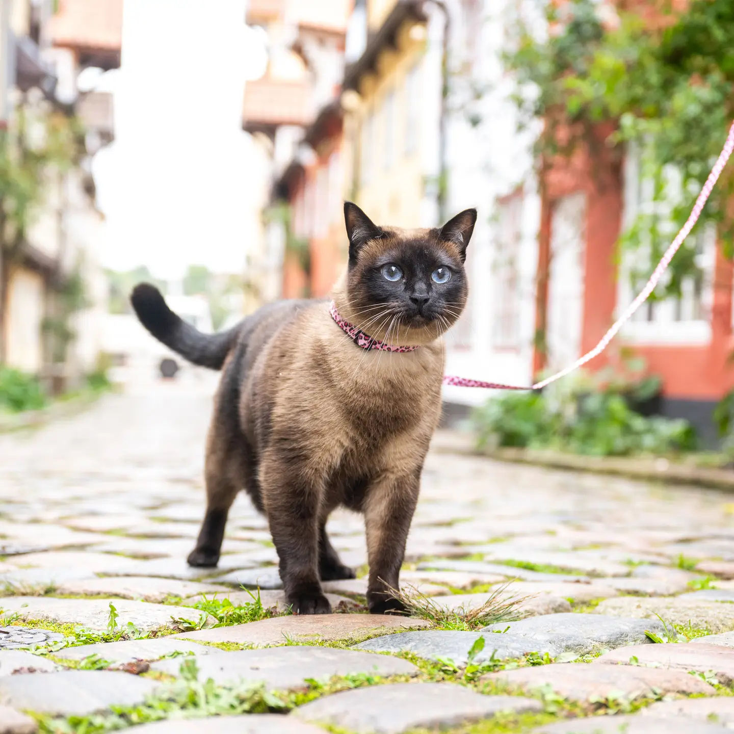 Cat Harness-leash Set