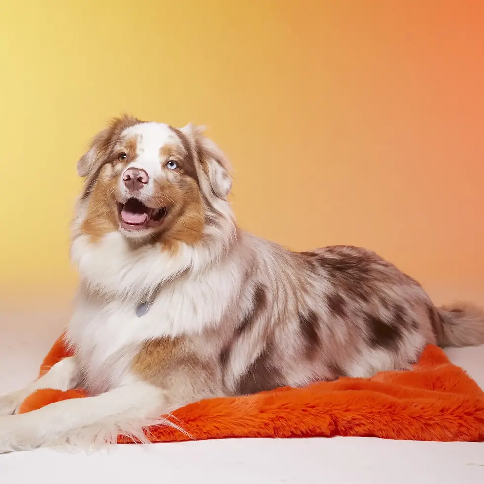 Thumbnail: Dog and Cat Matt by Le Tapis Rouge Paris 