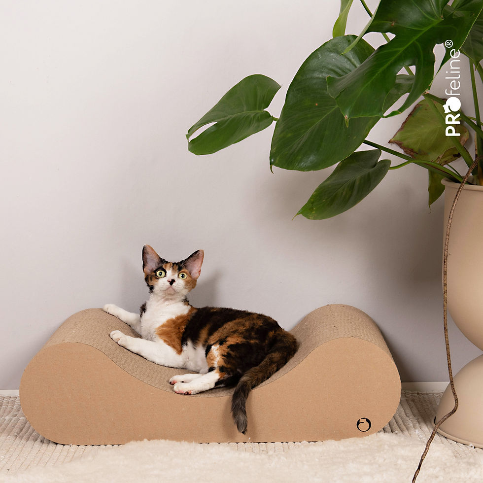 Scratching Lounger Ponte