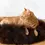 Thumbnail: ROUND NATURAL SHEEPSKIN PET BED - 3 sizes