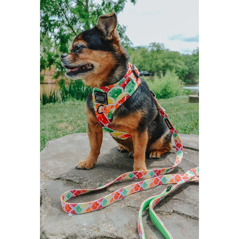 CITRUS FRUITS HARNESS COLLECTION