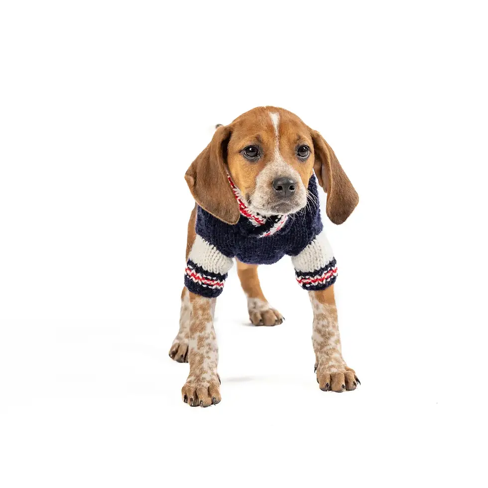 Thumbnail: Varsity Sport Sweater - Pre Order - 8 sizes 