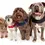 Thumbnail: Sleepypod Martingale Calming Dog Harness - Walking Harness