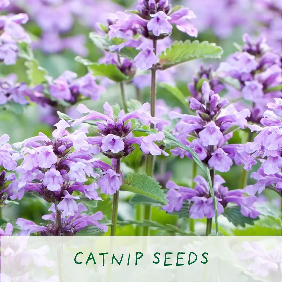 Thumbnail: Cat Nip Plant Kit - Grow Your Own