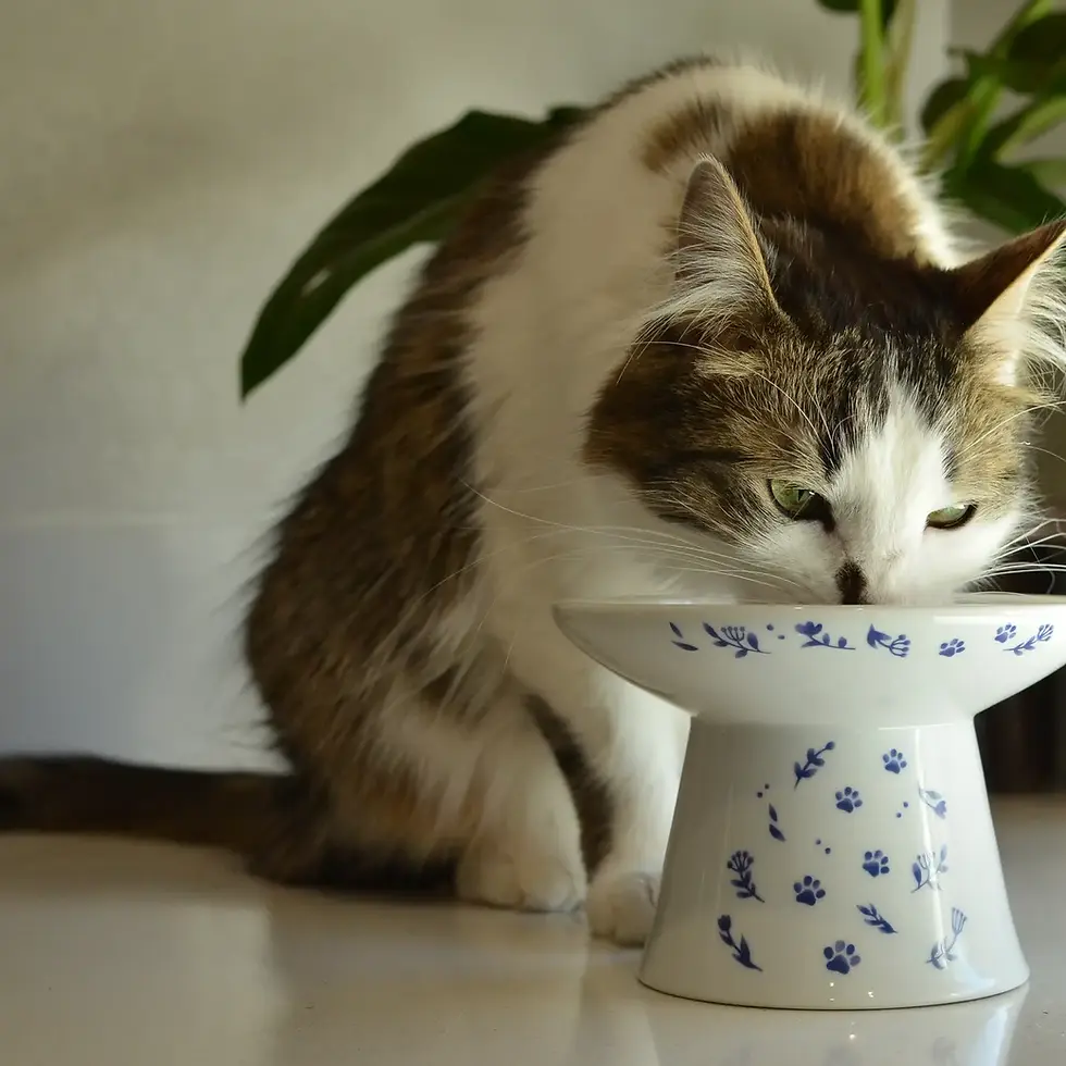 Extra Wide Raised Cat Food Bowl (Nordic Blue) By Necoichi