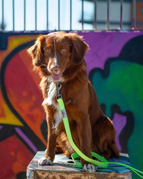 MUST HAVE NEON DOG LEAD -By Long Paws