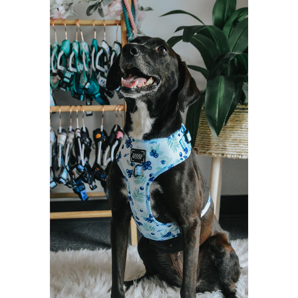 ADJUSTABLE "BERRY SASSY" DOG HARNESS