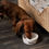 Thumbnail: Stoneware Dog Bowl –  Doggy Daycare 
