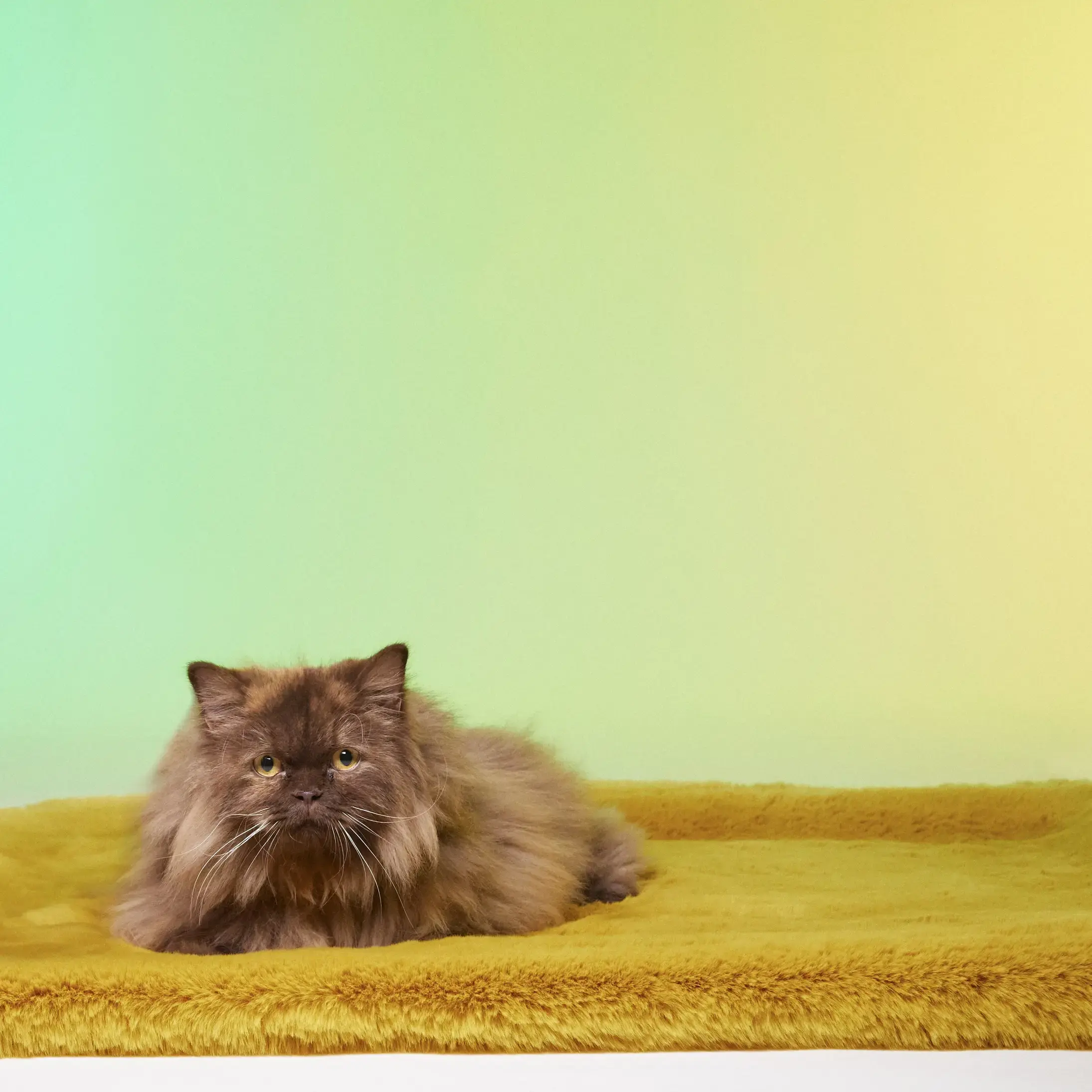  Cat & Dog Bed by Le Tapis Rouge Paris